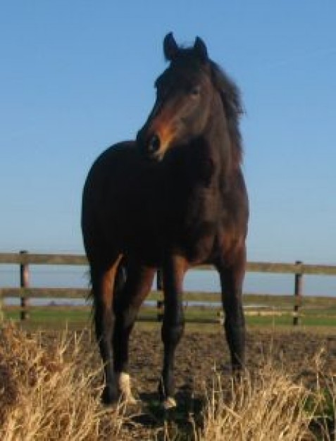 Danube horse Volunteer fire department in a corral about Horse Horse breeding